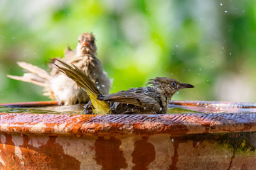 Streak-eared Bulbul taking a bath isolated on blur green bush background