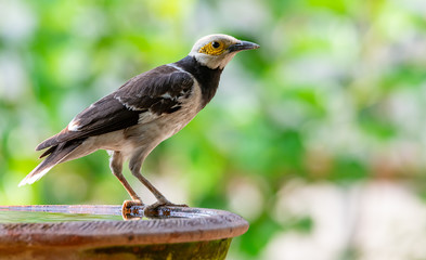 Black-collared Starling perching on clay bowl of water  with blur green bush background
