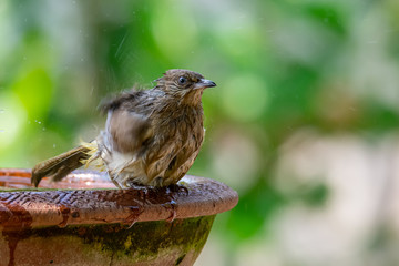 Streak-eared Bulbul taking a bath isolated on blur green bush background