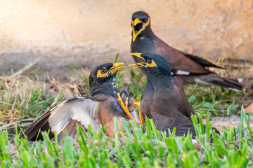 Three Common mynas fighting with each other on lawn