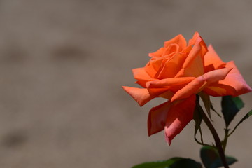薔薇