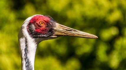 Beautiful crane head and neck lateral portrait