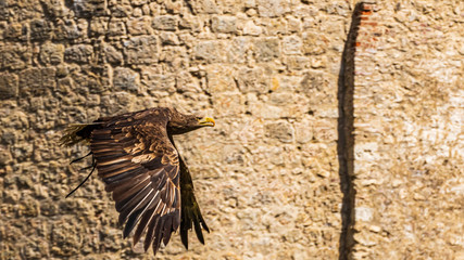 Beautiful sea eagle in flight in front of stone wall