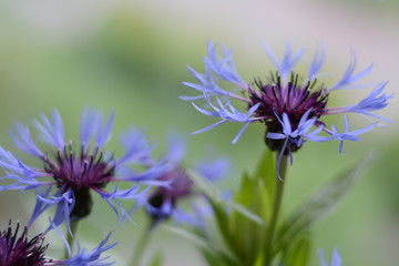 Blue spring cornflowers on a blurred green background
