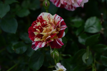 薔薇