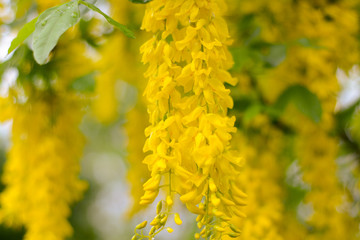 Yellow beautiful acacia on a blurred yellow background