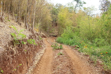 Naklejka na ściany i meble Soil roads in the mountains on either side, there are a lot of bamboo forest.