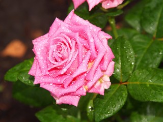 beautiful pink rose with green leaves