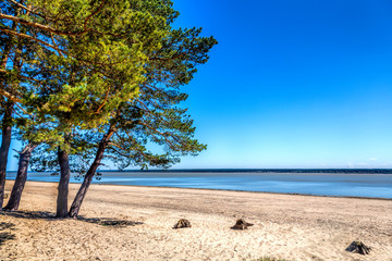 Green forest on the shore of the lake, sand on the shore, summer