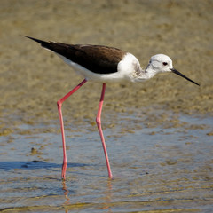 The Black-winged Sstilt