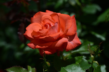 薔薇