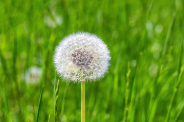 Obraz na płótnie Canvas Dandelion on green grass