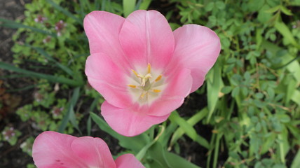 Fototapeta premium pink tulip in the garden