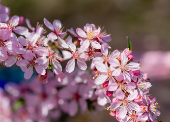 Field of cosmos flower, Spring flowers, Spring Background