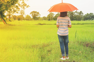 Woman with blue umbrella And green rice fields.