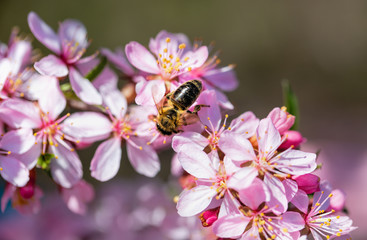 Field of cosmos flower, Spring flowers, Spring Background
