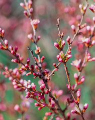 Field of cosmos flower, Spring flowers, Spring Background