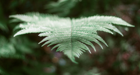 Green leaf fern in the forest close-up. Beautiful fern leaf. Forest greens.