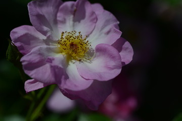 薔薇