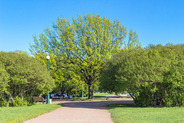 Green foliage on trees in the city Park