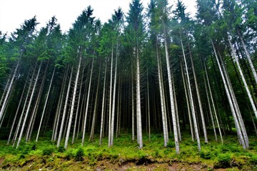 a beautiful fir forest