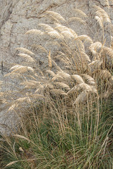 pampas grass blowing in the wind and sunlight, golden and silver