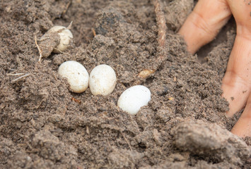 Fototapeta na wymiar Eggs of reptiles in the soil