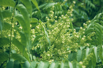 White flowers shrub. Plants in the park. Insect collects pollen. A bee or a wasp is working.