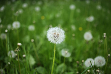 Dandelion is a symbol of summer, and for many people is an allergen.