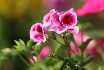 Fototapeta na wymiar Rose geranium flower close up