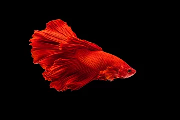 Fensteraufkleber Der bewegende Moment schön von roten siamesischen Betta-Fischen oder ausgefallenen Betta-Splendens-Kampffischen in Thailand auf schwarzem Hintergrund. Thailand nannte Pla-kad oder halbmondbeißende Fische. © Soonthorn