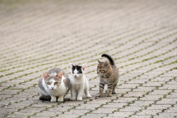 Katzen Nachwuchs