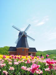 北海道風景 かみゆうべつチューリップ公園