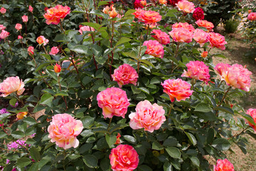 バラ　ラパリジェンヌ