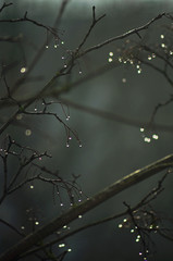 Tree Branch with Droplets Closeup Nature Dark Background