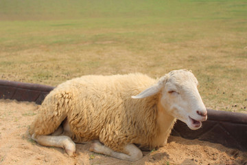 Sheep funny face in the farm. The sheep are laughing.
