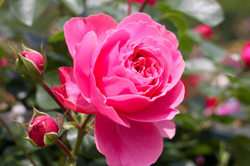 バラ　プリンセスダイアナ