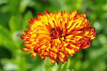 Terry Calendula flower on green background close-up