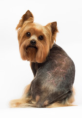 dog Yorkshire terrier with trimmed hair