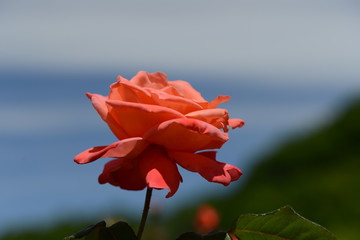 薔薇