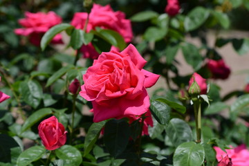 薔薇