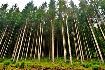 a beautiful fir forest