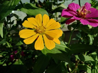 Yellow zinnia elegans flower blooming in the garden