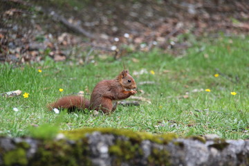squirrel