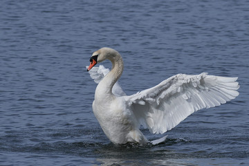 Fototapeta premium Mute swan (Cygnus olor)