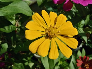 Yellow zinnia elegans flower blooming in the garden