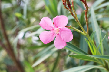pink flowers blossom in spring time on nature background.