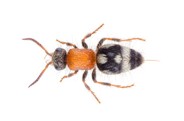 Physetopoda halensis wasp, known as velvet ant or cow killer or cow ant. Mutillidae isolated on white background.
