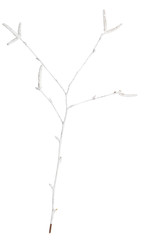 Young spring branch painted by white paint and isolated on white. Decorative birch twigs