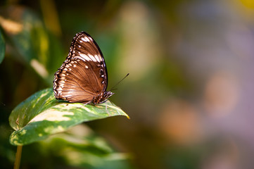 Beautiful butterfly on foliage close-up on a green natural background in defocus with space for text.